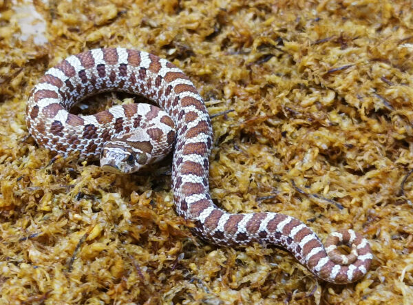 Heterodon nasicus. Serpiente hocico de cerdo_ Nominal P.H frost _ Macho ♂- M24/03