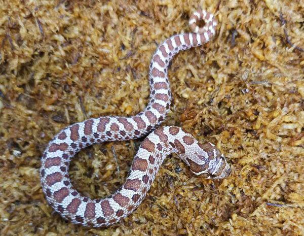 Heterodon nasicus. Serpiente hocico de cerdo_ Nominal P.H frost _ Macho ♂- M24/03