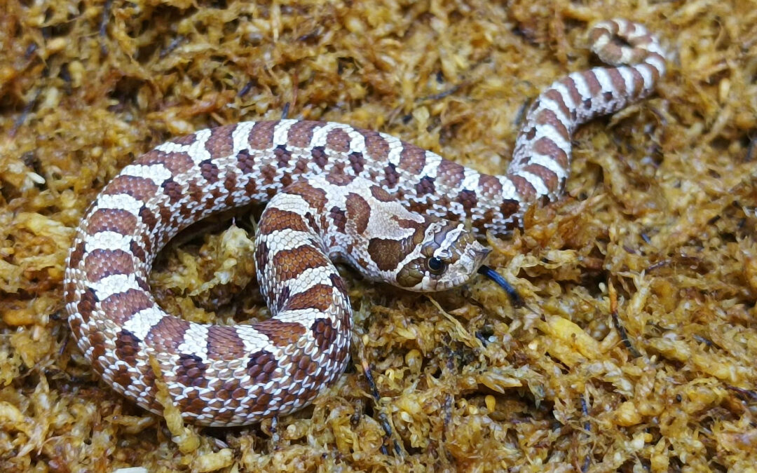 Heterodon nasicus. Serpiente hocico de cerdo_ Nominal 66% hetero de frosted _ Macho ♂- M24/03