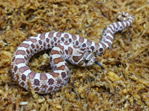 Heterodon nasicus. Serpiente hocico de cerdo_ Nominal P.H frost _ Macho ♂- M24/03