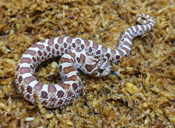 Heterodon nasicus. Serpiente hocico de cerdo_ Nominal P.H frost _ Macho ♂- M24/03