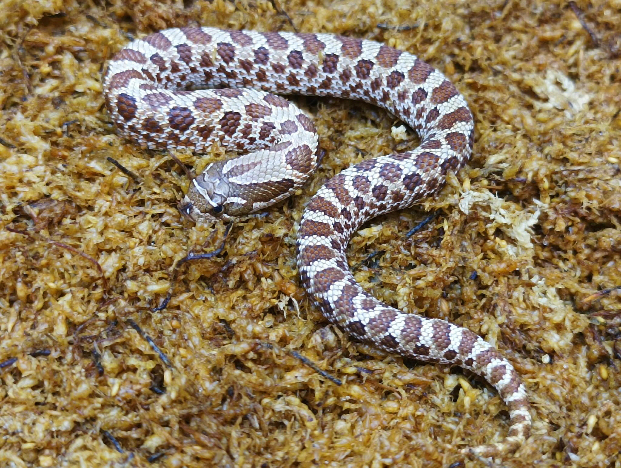 Heterodon nasicus. Serpiente hocico de cerdo_ Nominal P.H frosted _ Hembra ♀ – M24/05