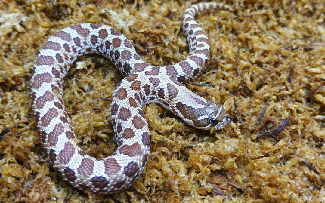 Heterodon nasicus. Serpiente hocico de cerdo_ Nominal 66% hetero de frosted _ Hembra ♀ – M24/05