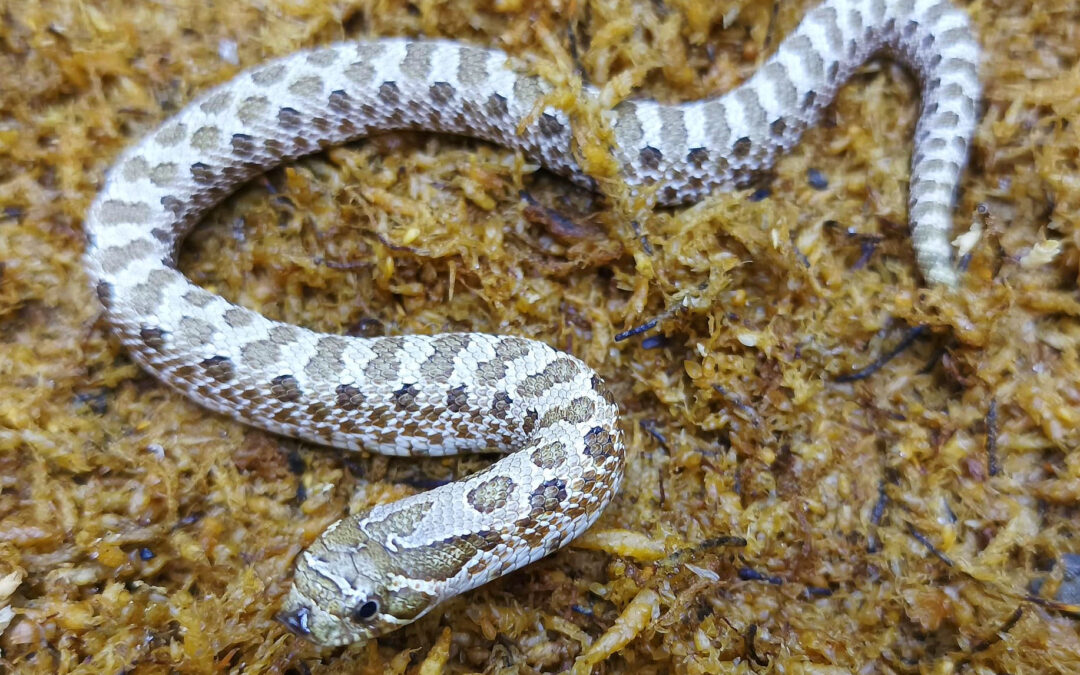 Heterodon nasicus. Serpiente hocico de cerdo_ Nominal 66% hetero de frosted _ Hembra ♀ – M24/08