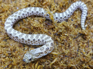 Heterodon nasicus. Serpiente hocico de cerdo_ Nominal P.H frosted _ Hembra ♀ – M24/08