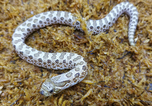 Heterodon nasicus. Serpiente hocico de cerdo_ Nominal P.H frosted _ Hembra ♀ – M24/08