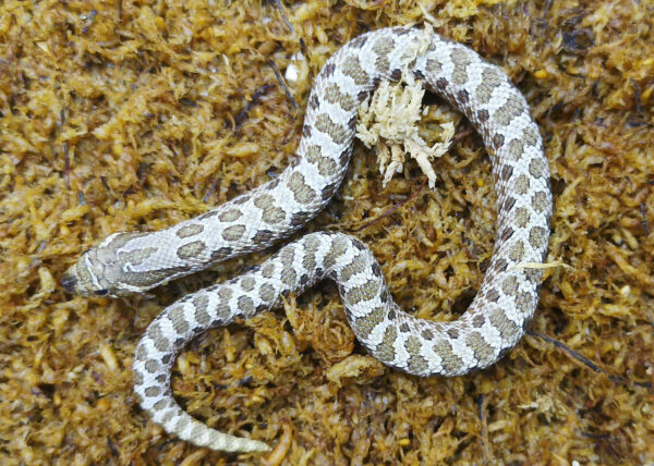 Heterodon nasicus. Serpiente hocico de cerdo_ Nominal P.H frosted _ Hembra ♀ – M24/08