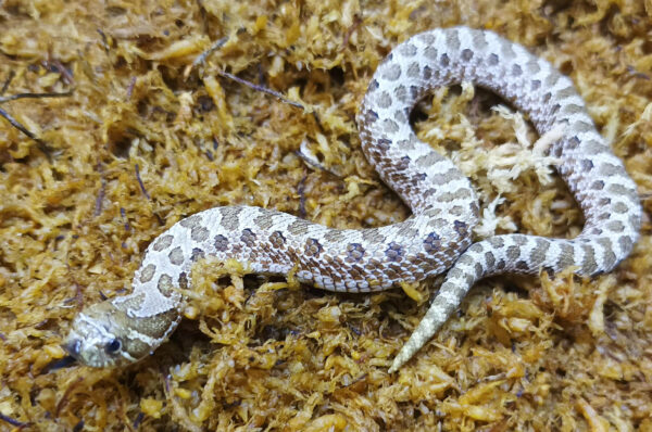 Heterodon nasicus. Serpiente hocico de cerdo_ Nominal P.H frosted _ Hembra ♀ – M24/08