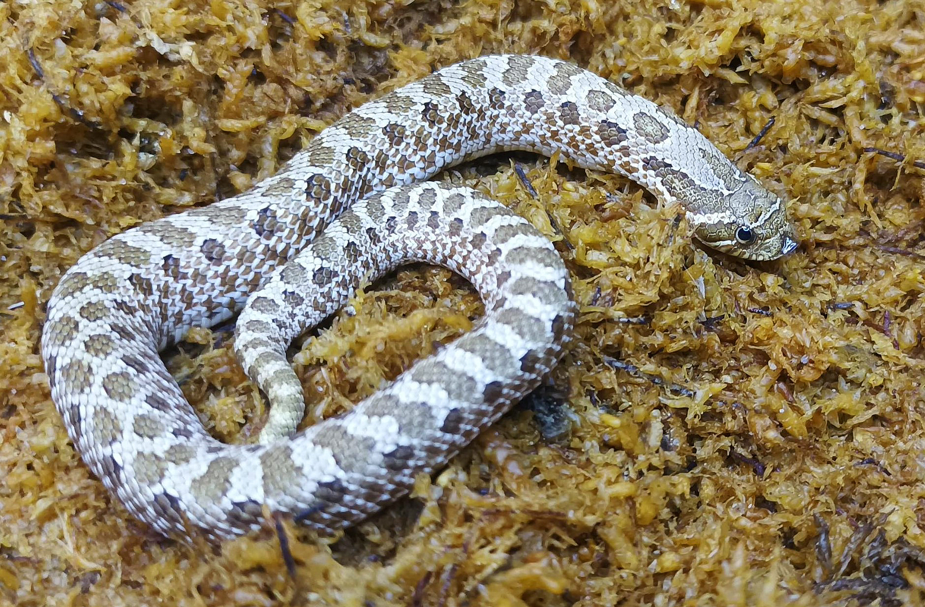 Heterodon nasicus. Serpiente hocico de cerdo_ Nominal P.H frosted _ Hembra ♀ – M24/08