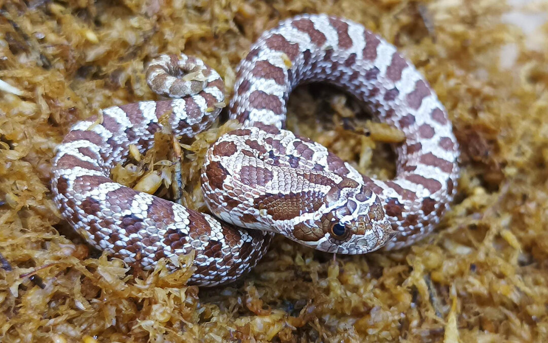 Heterodon nasicus. Serpiente hocico de cerdo_ Nom. purple line _ Macho ♂- M24/09