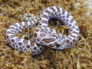 Heterodon nasicus. Serpiente hocico de cerdo_ Nom. purple line _ Macho ♂- M24/9