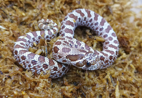 Heterodon nasicus. Serpiente hocico de cerdo_ Nom. purple line _ Macho ♂- M24/9