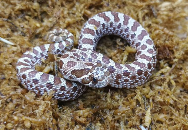 Heterodon nasicus. Serpiente hocico de cerdo_ Nom. purple line _ Macho ♂- M24/9