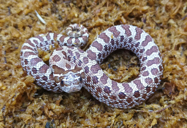 Heterodon nasicus. Serpiente hocico de cerdo_ Nom. purple line _ Macho ♂- M24/9