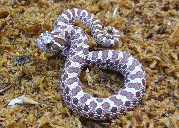 Heterodon nasicus. Serpiente hocico de cerdo_ Nom. purple line _ Macho ♂- M24/9