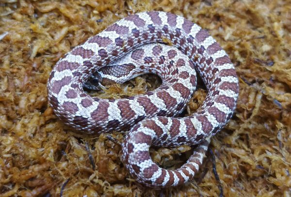 Heterodon nasicus. Serpiente hocico de cerdo_ Nom. purple line _ Macho ♂- M24/9