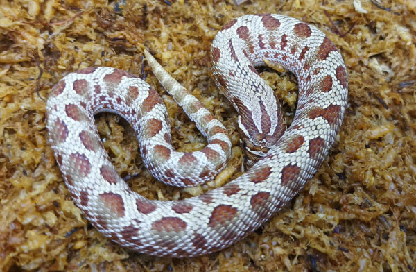 Heterodon nasicus. Serpiente hocico de cerdo_ Conda purple line _ Macho ♂- M24/17