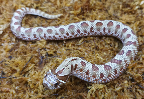 Heterodon nasicus. Serpiente hocico de cerdo_ Conda purple line _ Macho ♂- M24/17