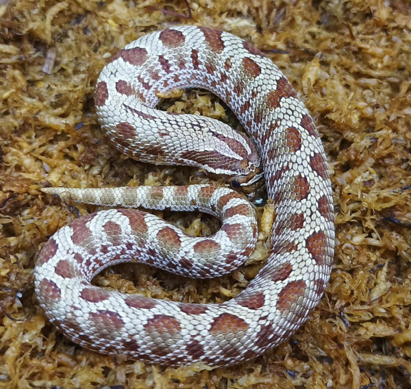 Heterodon nasicus. Serpiente hocico de cerdo_ Conda purple line _ Macho ♂- M24/17