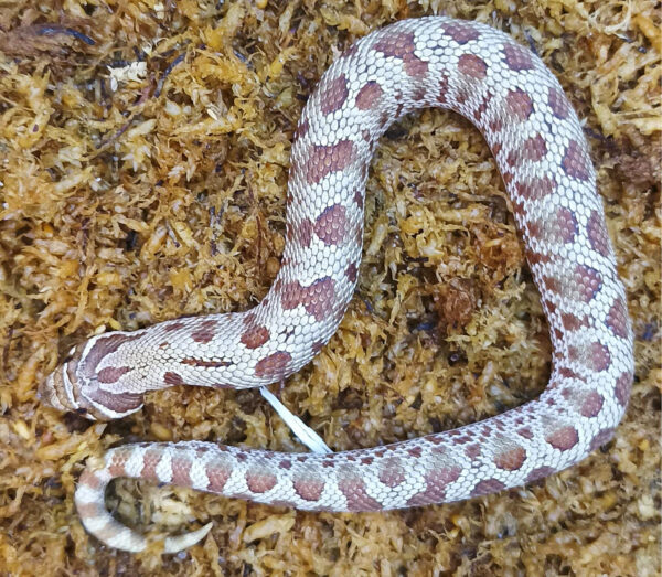 Heterodon nasicus. Serpiente hocico de cerdo_ Conda purple line _ Macho ♂- M24/17