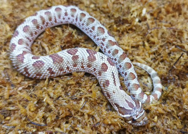 Heterodon nasicus. Serpiente hocico de cerdo_ Conda purple line _ Macho ♂- M24/17