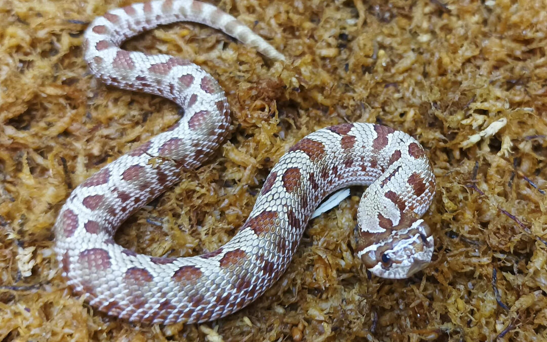 Heterodon nasicus. Serpiente hocico de cerdo_ Conda purple line _ Macho ♂- M24/17