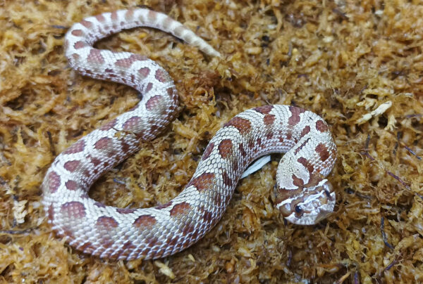 Heterodon nasicus. Serpiente hocico de cerdo_ Conda purple line _ Macho ♂- M24/17