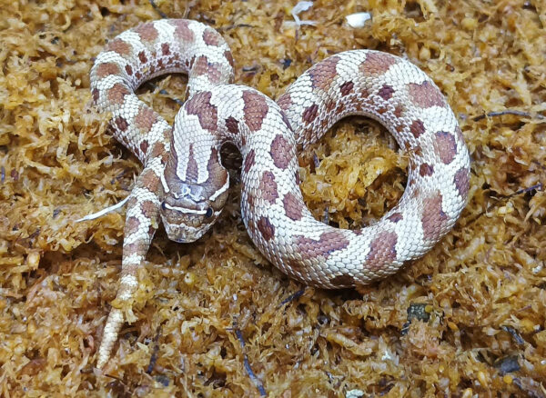 Heterodon nasicus. Serpiente hocico de cerdo_ Conda purple line _ Hembra ♀ – M24/18