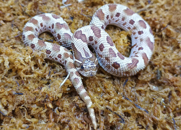 Heterodon nasicus. Serpiente hocico de cerdo_ Conda purple line _ Hembra ♀ – M24/18