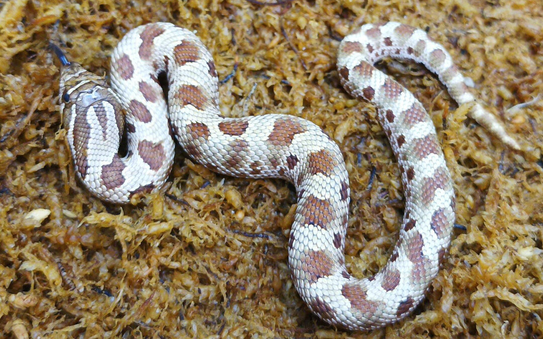 Heterodon nasicus. Serpiente hocico de cerdo_ Conda purple line _ Hembra ♀ – M24/18