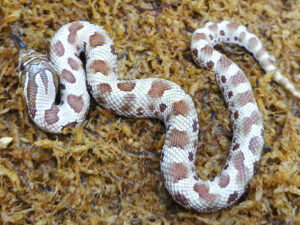 Heterodon nasicus. Serpiente hocico de cerdo_ Conda purple line _ Hembra ♀ – M24/18