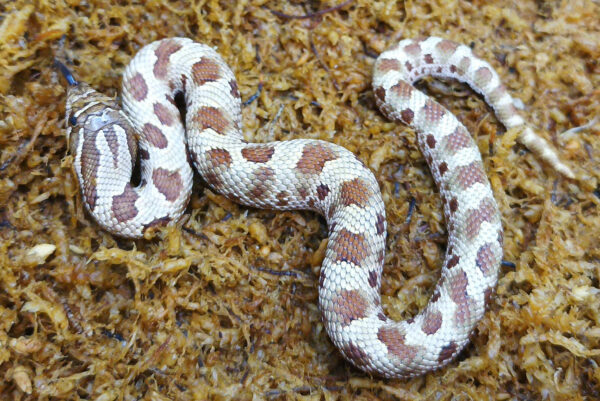 Heterodon nasicus. Serpiente hocico de cerdo_ Conda purple line _ Hembra ♀ – M24/18