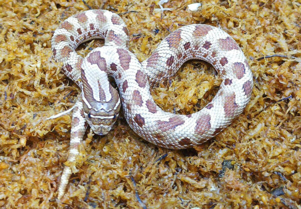 Heterodon nasicus. Serpiente hocico de cerdo_ Conda purple line _ Hembra ♀ – M24/18