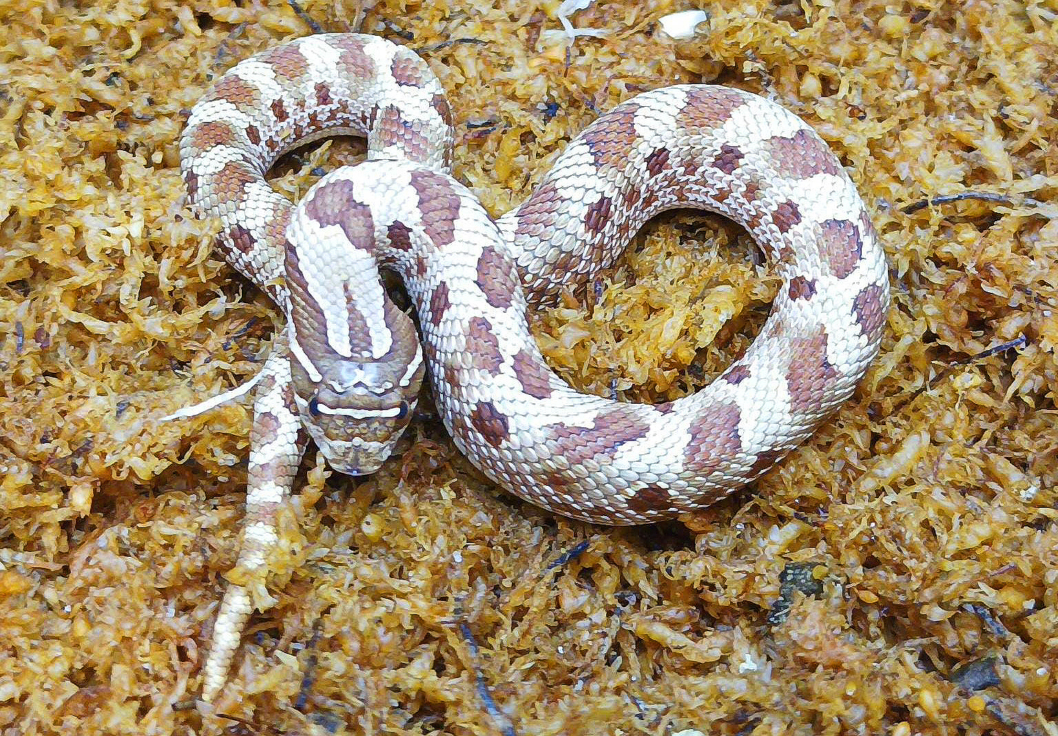 Heterodon nasicus. Serpiente hocico de cerdo_ Conda purple line _ Hembra ♀ – M24/18