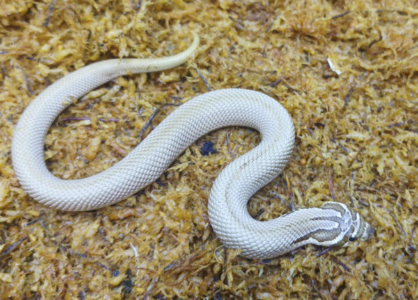 Heterodon nasicus. Serpiente hocico de cerdo_ Superconda P.H toffe _ Macho ♂- M24/20