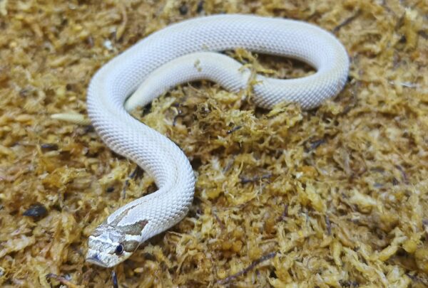 Heterodon nasicus. Serpiente hocico de cerdo_ Superconda P.H toffe _ Hembra ♀ – M24/21