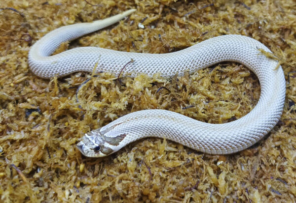 Heterodon nasicus. Serpiente hocico de cerdo_ Superconda P.H toffe _ Hembra ♀ – M24/21