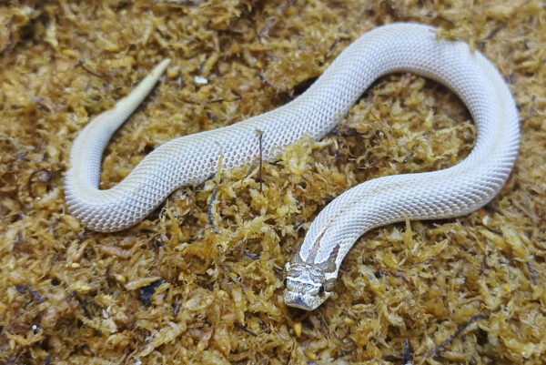 Heterodon nasicus. Serpiente hocico de cerdo_ Superconda P.H toffe _ Hembra ♀ – M24/21