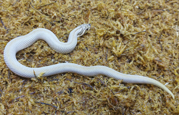 Heterodon nasicus. Serpiente hocico de cerdo_ Superconda P.H toffe _ Hembra ♀ – M24/21