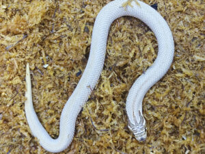 Heterodon nasicus. Serpiente hocico de cerdo_ Superconda P.H toffe _ Hembra ♀ – M24/21