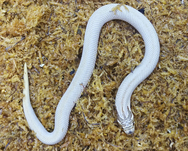 Heterodon nasicus. Serpiente hocico de cerdo_ Superconda P.H toffe _ Hembra ♀ – M24/21