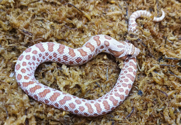 Heterodon nasicus. Serpiente hocico de cerdo_ Toffe _ Macho ♂- M24/23