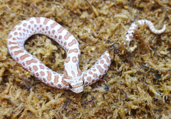 Heterodon nasicus. Serpiente hocico de cerdo_ Toffe _ Macho ♂- M24/23