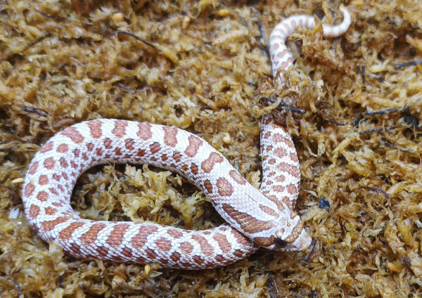 Heterodon nasicus. Serpiente hocico de cerdo_ Toffe _ Macho ♂- M24/23