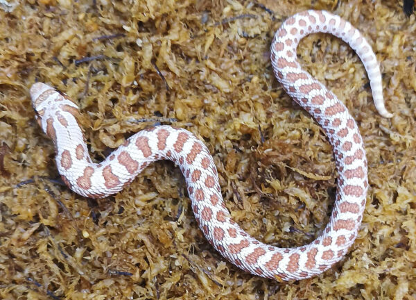 Heterodon nasicus. Serpiente hocico de cerdo_ Toffe _ Macho ♂- M24/23