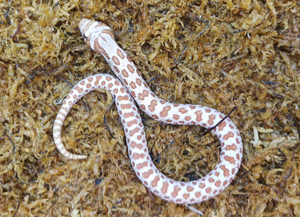 Heterodon nasicus. Serpiente hocico de cerdo_ Toffe _ Macho ♂- M24/24