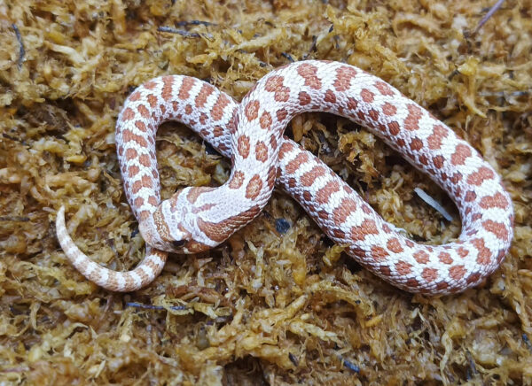 Heterodon nasicus. Serpiente hocico de cerdo_ Toffe _ Macho ♂- M24/24