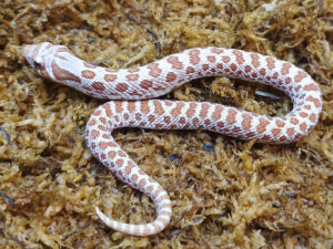 Heterodon nasicus. Serpiente hocico de cerdo_ Toffe _ Macho ♂- M24/24