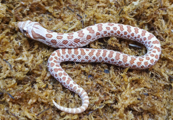 Heterodon nasicus. Serpiente hocico de cerdo_ Toffe _ Macho ♂- M24/24