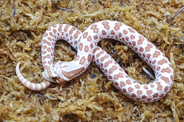 Heterodon nasicus. Serpiente hocico de cerdo_ Toffe _ Macho ♂- M24/24